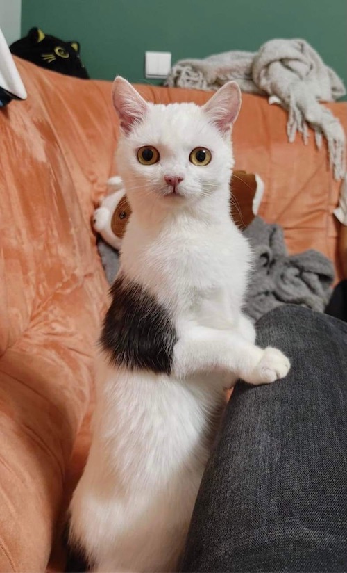 KICIA